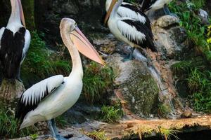 dieses ist Foto des Pelikanvogels. dieser vogel ist eine der vogelarten im see im ragunan zoo.