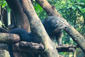 Dies ist ein Foto von einem Binturong im Zoo von Ragunan.