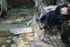 Dies ist ein Foto von einem Binturong im Zoo von Ragunan.