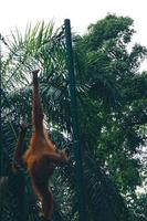 Dies ist ein Foto eines Sumatra-Orang-Utans im Ragunan-Zoo.