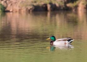 männliche Stockente foto