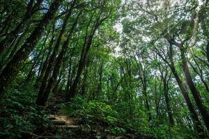 Bäume im Wald foto