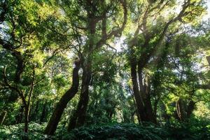 Bäume im Wald foto