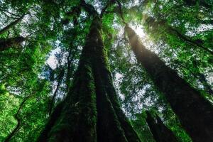 Bäume im Wald foto