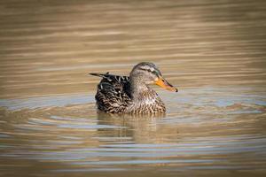 weibliche Stockente auf einem See foto