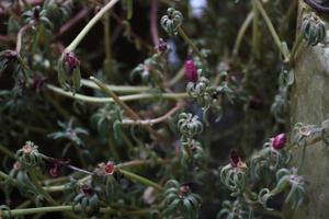 getrocknete verdorrte Blüten foto