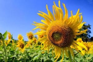 Hallo Sonnenschein - Sonnenblumenfarm foto