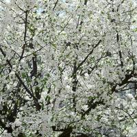 Nahaufnahme eines blühenden grünen Apfelbaums mit weißen Blüten foto