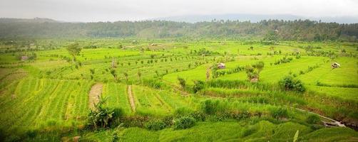 Reisfelder in Bali foto