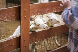 Tiere in einer Voliere in einem kleinen Stadtzoo. Tiere werden aus den Händen der Besucher gefüttert und Kinder können sie streicheln foto