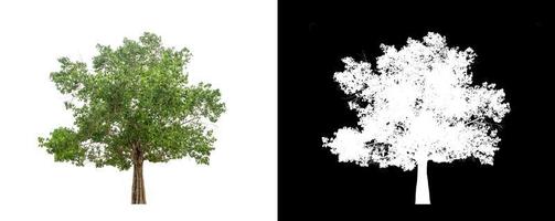 Baum isoliert auf weißem Hintergrund mit Beschneidungspfad und Alphakanal foto