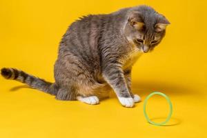charmante Katze sitzt und beobachtet interessiert, wie sein Spielzeug rollt - ein Ring. isoliert, auf gelbem Grund. foto