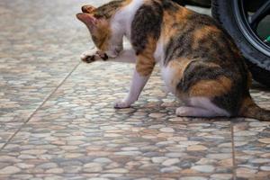 Foto einer streunenden Katze mit Bokeh.