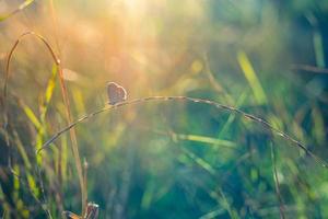 sonnenuntergang naturwiese feld mit schmetterling als frühling herbst hintergrundkonzept. schöner trockener graswiesensonnenuntergang szenisch. erstaunlich inspirieren natur nahaufnahme. natürliche farben der schönheit, traumphantasiemakro foto