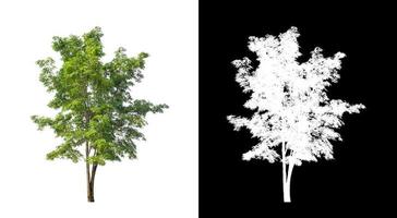 Baum isoliert auf weißem Hintergrund mit Beschneidungspfad und Alphakanal foto