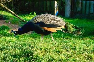 Vogelpfau, der über eine grüne Wiese stolziert. eleganter Vogel in prächtigen Farben foto