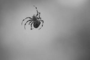 Kreuzspinne in Schwarz und Weiß, die auf einem Spinnenfaden kriecht. Halloween-Schreck foto