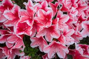 blühender Rhododendron. schöne rote üppige Blüten eines Strauchs mit grünen Blättern. Nahansicht. foto