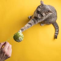 ernsthafte katze versucht, ihren gestrickten weihnachtsbaumspielzeugball dem besitzer auf gelbem hintergrund wegzunehmen. Neujahrskonzept. foto