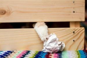 Katzenpfote ragt aus einem Schlitz in einer Holzkiste und versucht, einen Klumpen Papier zu bekommen. Spiele und Vergnügungen für Haustiere. foto