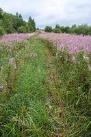 Spuren von Autorädern gehen durch eine blühende Wiese und Bäume. schöne ländliche Landschaft und Feld mit rosa Weidenröschenblumen. foto