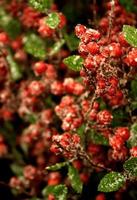 eisige Stechpalmenbeeren Weihnachtsdekor foto