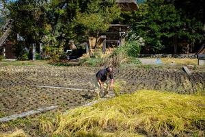 shirakawa, gifu, japan - oktober 2022 - nicht identifizierter japanischer bauer mit einem hintergrund des dorfes shirakawago im herbst mit einem dreieckshaus, einem reisfeld und einem kiefernberg. foto