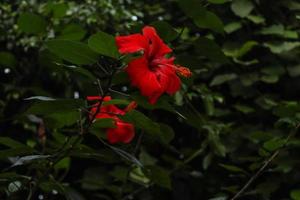 Blumenarten der Campsis-Familie im Botanischen Garten in Cluj Napoca, Rumänien foto