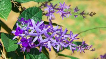 Nahaufnahme von lila Kranz, lila Blumen blühen auf dem Baum. foto