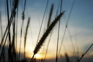 defocused trockene Grashalme, die im Wind wehen, bei goldenem Sonnenuntergang, Licht horizontal verschwommen, unscharf foto