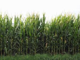 Maispflanzenfeldhintergrund foto