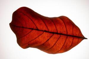 rotes Blatt auf weißem Hintergrund foto