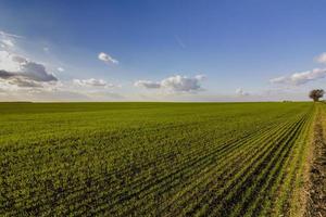 atemberaubende landschaft mit grünen jungen weizenfeldern und tageshimmel mit wolken foto