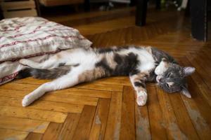 Katze schläft auf dem Rücken auf dem Boden und versucht, der Sommerhitze im Haus zu entkommen. foto