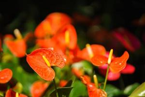 orangefarbene Anthuriumblume oder Flamingoblume im Garten foto