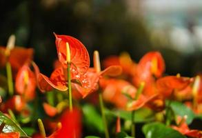 orangefarbene Anthuriumblume oder Flamingoblume im Garten foto