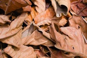 getrocknetes braunes Blatt für natürlichen Hintergrund foto