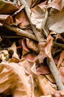 getrocknetes braunes Blatt für natürlichen Hintergrund foto