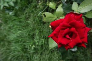 eine rote Rose im Garten foto