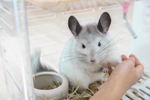 chinchilla süßes haustierfell weißes haar flauschig und schwarze augen. nahaufnahme tier nagetier liebenswert zahmes ohr grau blick in die kamera. Katzensäugetiere sind flauschig und verspielt. foto