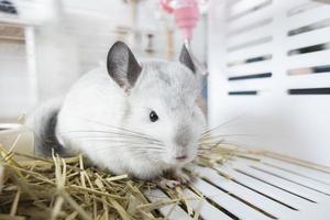 chinchilla süßes haustierfell weißes haar flauschig und schwarze augen. nahaufnahme tier nagetier liebenswert zahmes ohr grau blick in die kamera. Katzensäugetiere sind flauschig und verspielt. foto