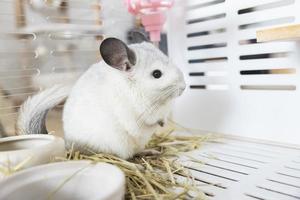 chinchilla süßes haustierfell weißes haar flauschig und schwarze augen. nahaufnahme tier nagetier liebenswert zahmes ohr grau blick in die kamera. Katzensäugetiere sind flauschig und verspielt. foto