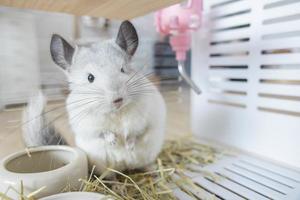 chinchilla süßes haustierfell weißes haar flauschig und schwarze augen. nahaufnahme tier nagetier liebenswert zahmes ohr grau blick in die kamera. Katzensäugetiere sind flauschig und verspielt. foto