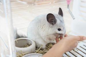 chinchilla süßes haustierfell weißes haar flauschig und schwarze augen. nahaufnahme tier nagetier liebenswert zahmes ohr grau blick in die kamera. Katzensäugetiere sind flauschig und verspielt. foto