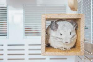 chinchilla süßes haustierfell weißes haar flauschig und schwarze augen. nahaufnahme tier nagetier liebenswert zahmes ohr grau blick in die kamera. Katzensäugetiere sind flauschig und verspielt. foto