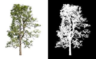 Bäume, die auf einem weißen Hintergrund isoliert sind, eignen sich für beide Drucke foto