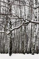 schneebedeckter Zweig und Birkenhain foto