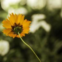 Ebenen Coreopsis . einzelne Blüte. Ansicht von hinten foto