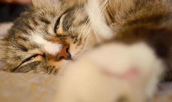 schläfrige langhaarige katze, die zu hause auf dem bett liegt. Haustier-Lifestyle-Konzept. schläfriges Katzengesicht. foto