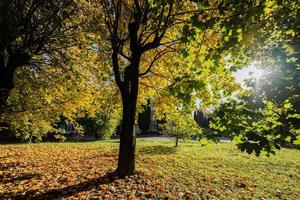 Orangefarbener Baum, rotbraune Blätter im Herbststadtpark. heller sonnenaufgang eines herbsttages, morgensonnenlichtansicht. foto